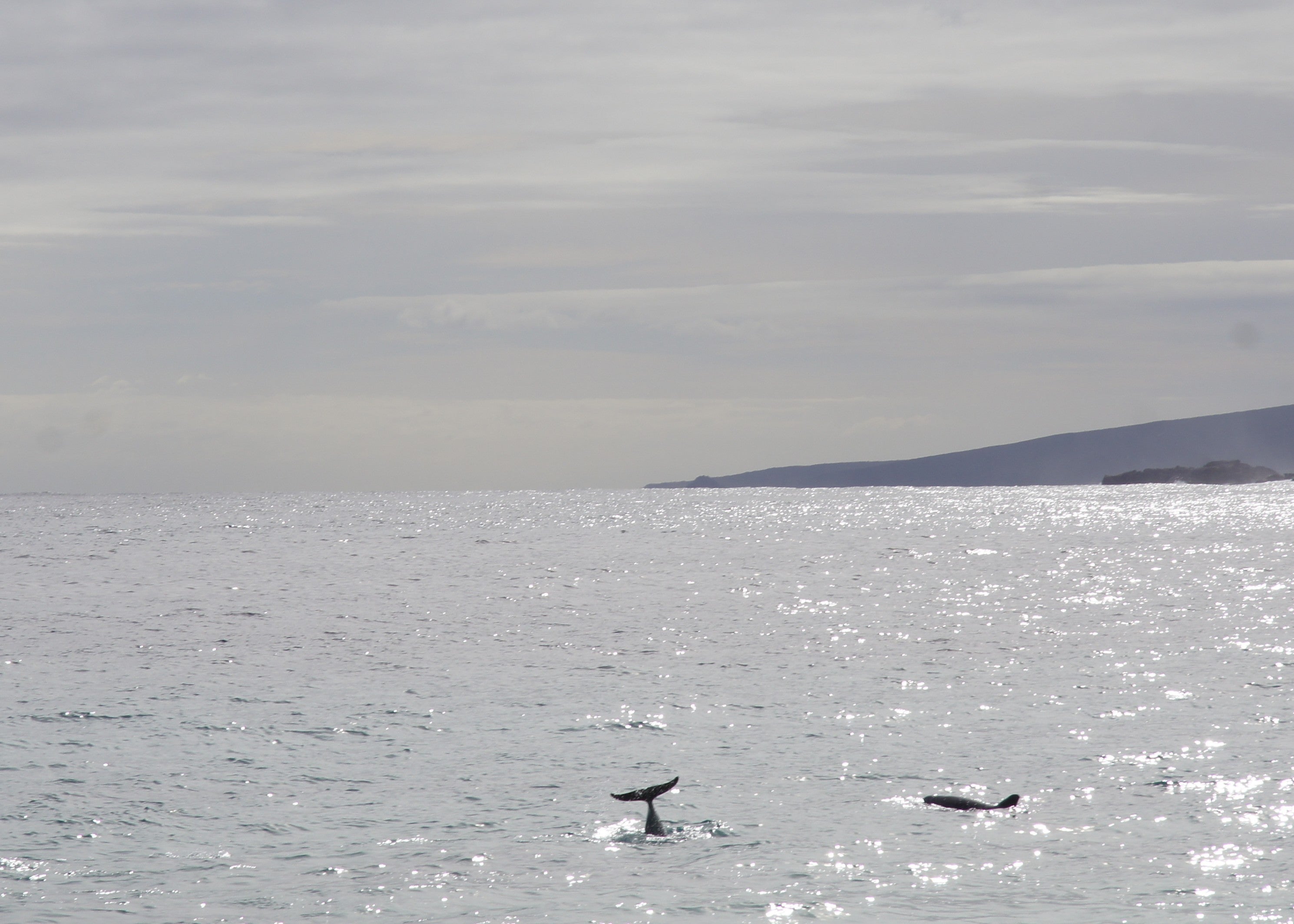 Dolphins swimming in the ocean with a distant landmass on a cloudy day.