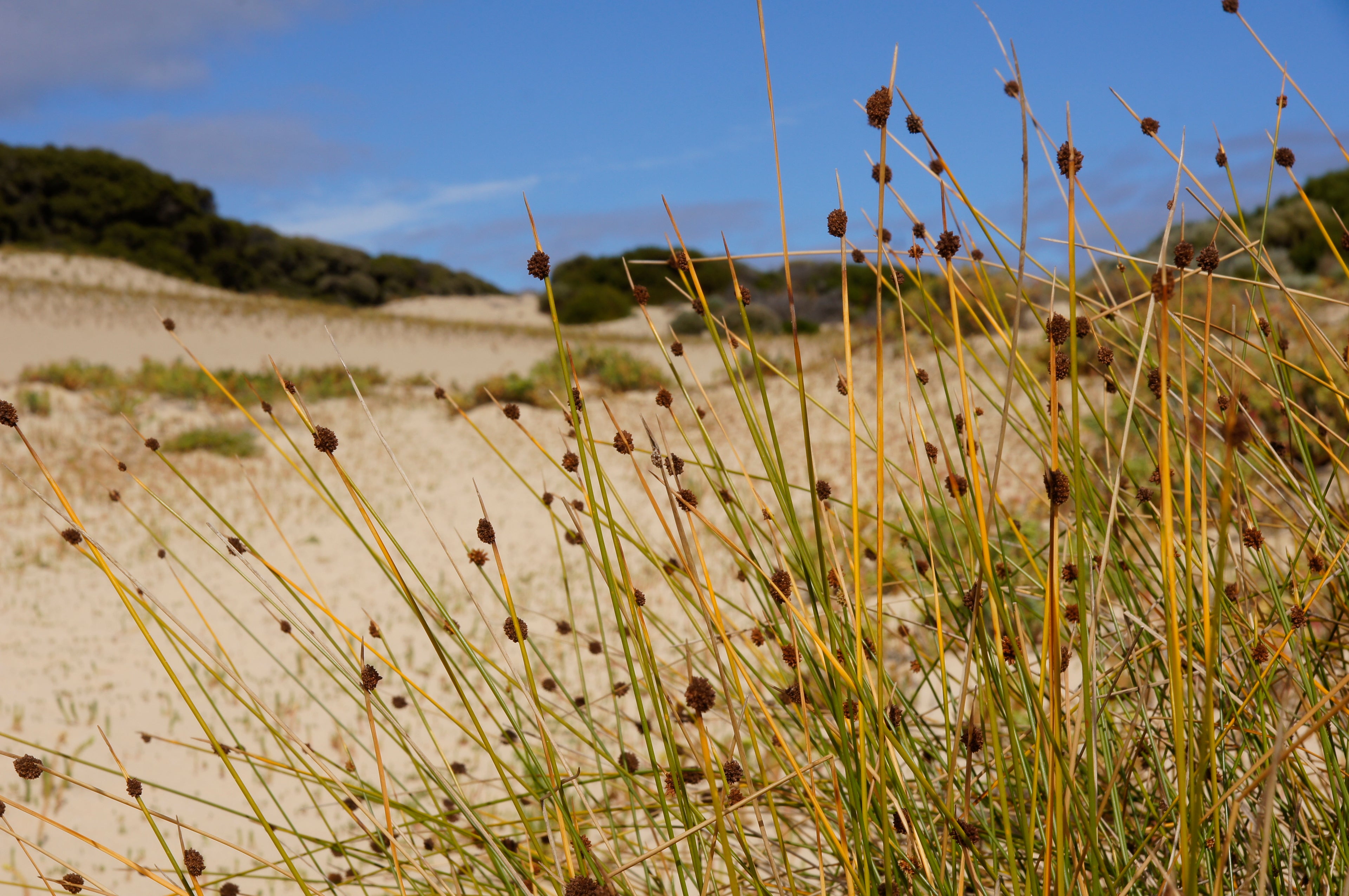 Dune grass with sand dunes and blue sky in the background