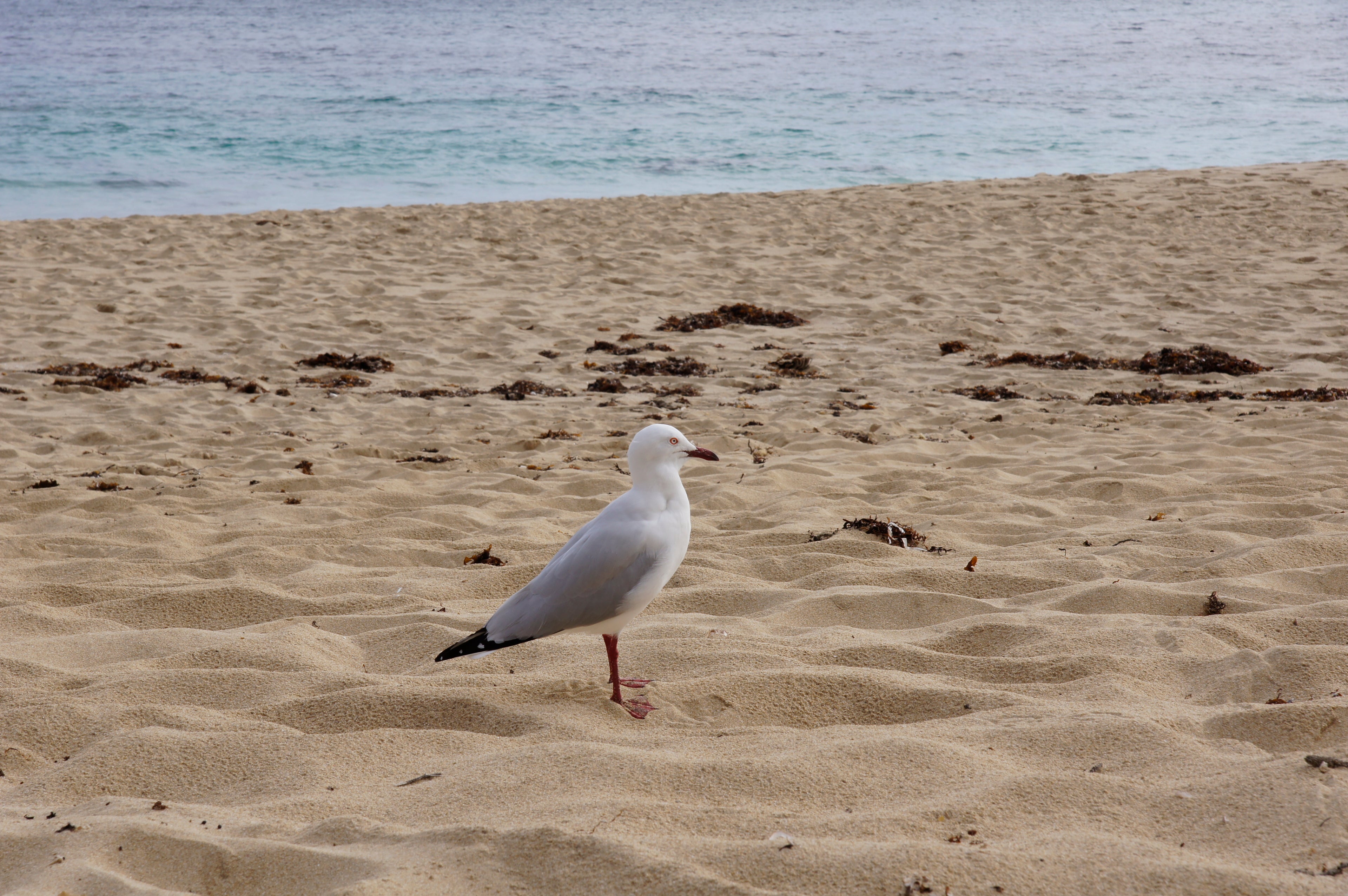 Seagull on a sandy beach with water in the background