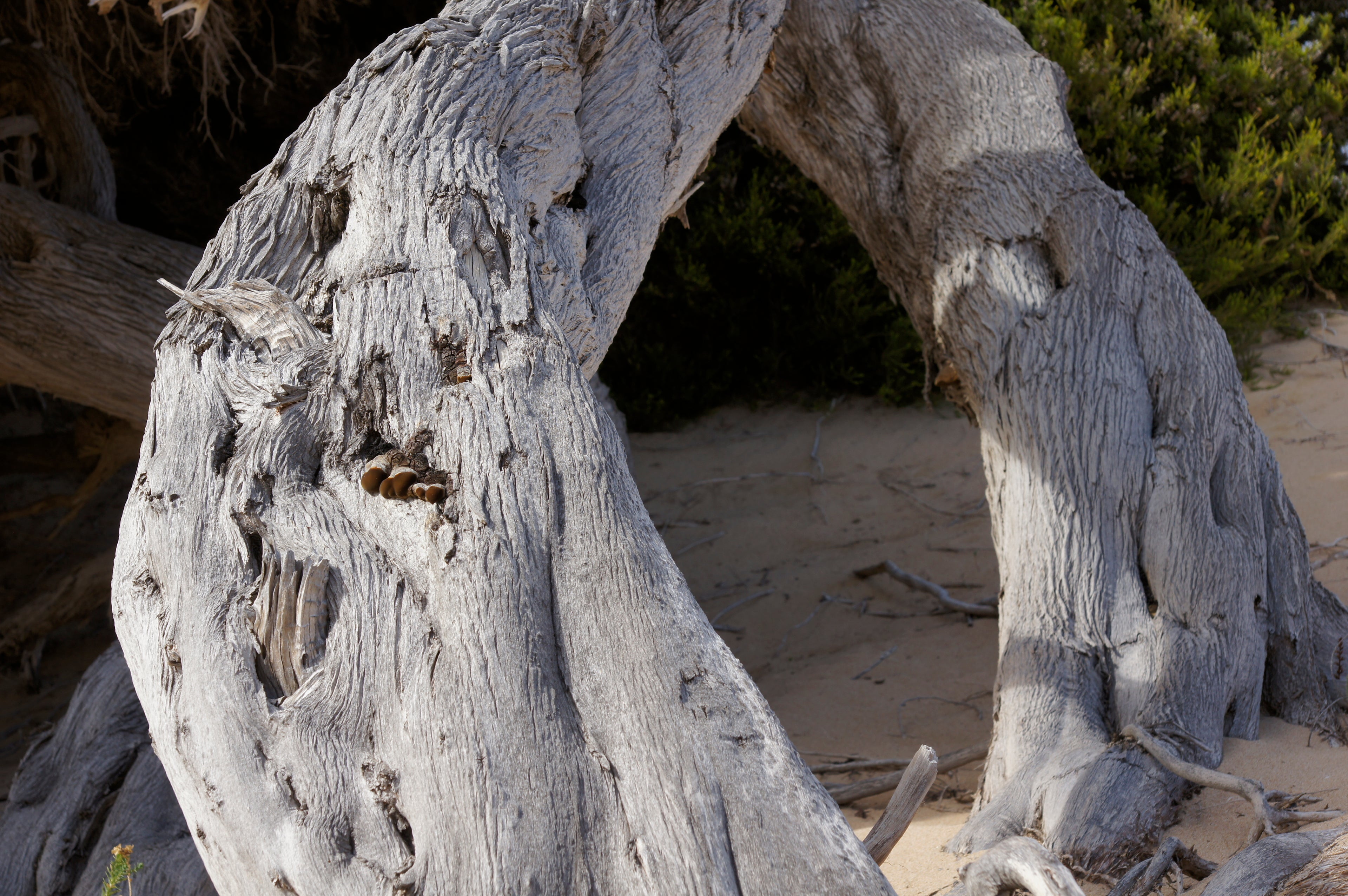 Close-up of a large, curved piece of driftwood on a sandy beach with greenery in the background.