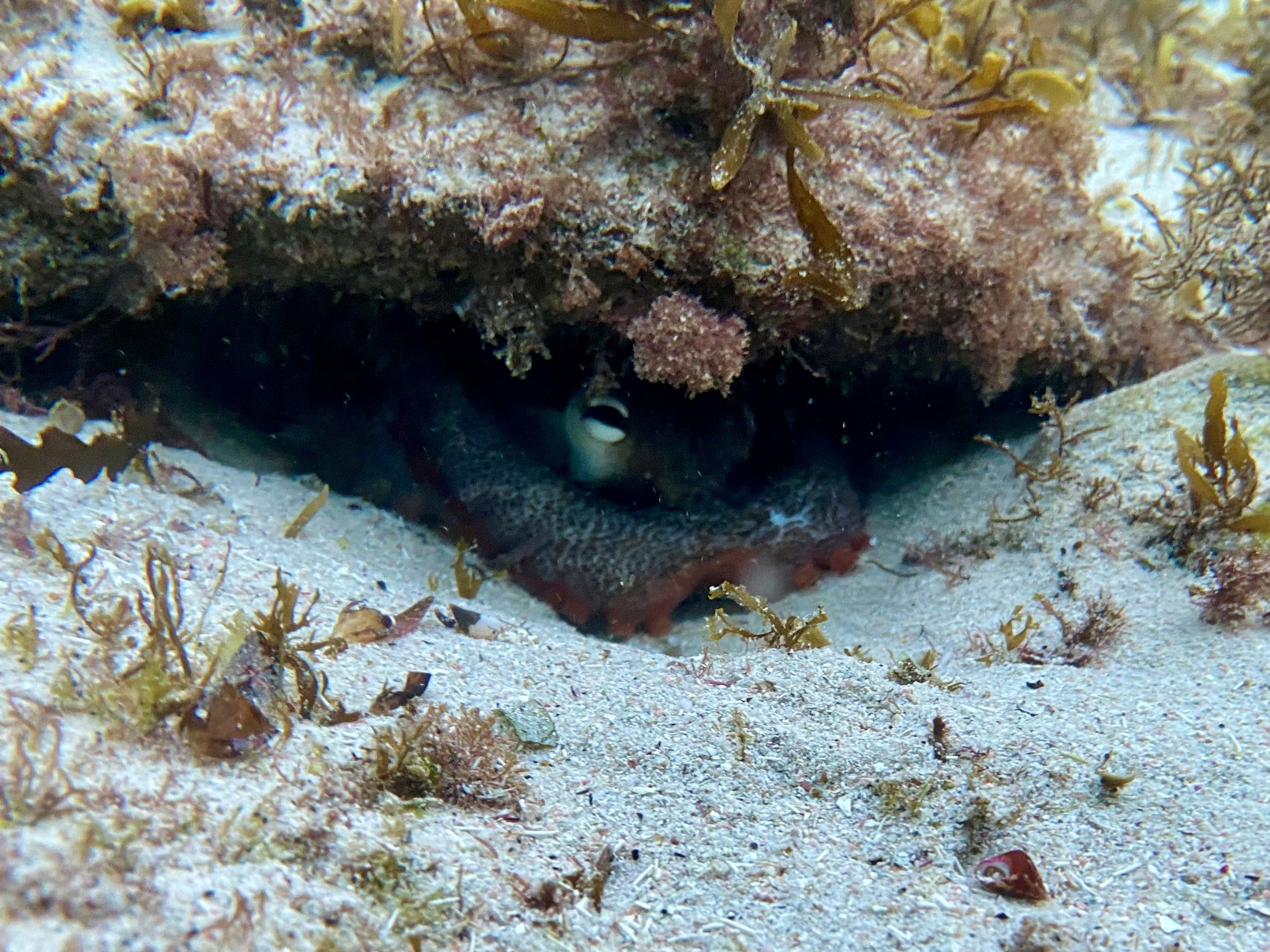 Octopus hiding behind a rock in an underwater setting