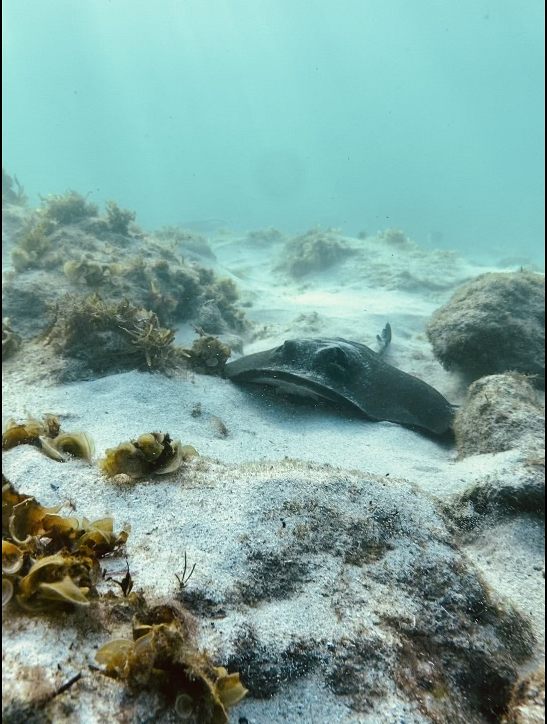 Sting ray on a sandy ocean floor with rocks and seaweed